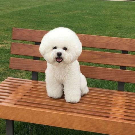 Bichon Frise Art, Bichon Havanais, Bichon Dog, Bichon Frise Puppy, Bichon Frise Dogs, Cute Dogs And Puppies, Bichon Frise, White Dogs, 귀여운 동물