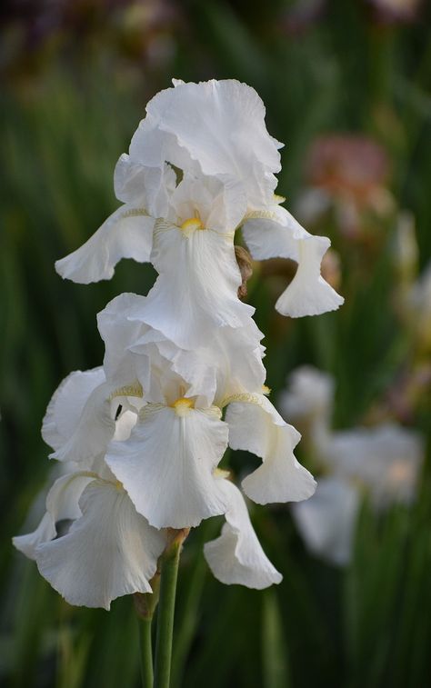 White Iris Flower Aesthetic, White Iris Bouquet, Tv Wall With Fireplace, Tv Wall Design With Fireplace, White Iris Flower, Flowers Bouquet Aesthetic, Flower List, Flowers Board, Flowers Doodle