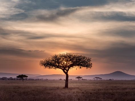 brown tree on surrounded by brown grass during golden hour Africa Bucket List, Serengeti Tanzania, Visit South Africa, Okavango Delta, Afrikaanse Kunst, Africa Do Sul, Lone Tree, Africa Safari, Countries To Visit