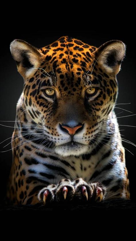 Jaguar Wallpaper by georgekev - ee - Free on ZEDGE™ Wild Cats Photography, Jaguar Photo, Jaguar Wallpaper, Regard Animal, Big Cats Photography, Jaguar Leopard, Jaguar Animal, Wild Animal Wallpaper, Wild Animals Photography