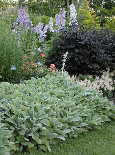 Stephanotis Plant, Stachys Byzantina Big Ears, Stachys Helen Von Stein, Astilbe And Hosta Garden, Stachys Byzantina, Architectural Plants, Perovskia Atriplicifolia 'blue Spire', Backyard Shade, Front Yard Garden Design