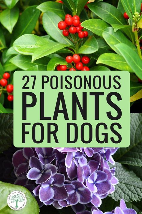 Do NOT let your dog ingest any one of the 27 poisonous plants in this list, to avoid an illness... or worse. #dogs #gardening #homesteading #pets Plants Poisonous To Dogs, Plants Toxic To Dogs, Dog Safe Plants, Garden Weeds, Outside Plants, Backyard Plants, Poisonous Plants, Better Homes And Garden, Blooming Plants