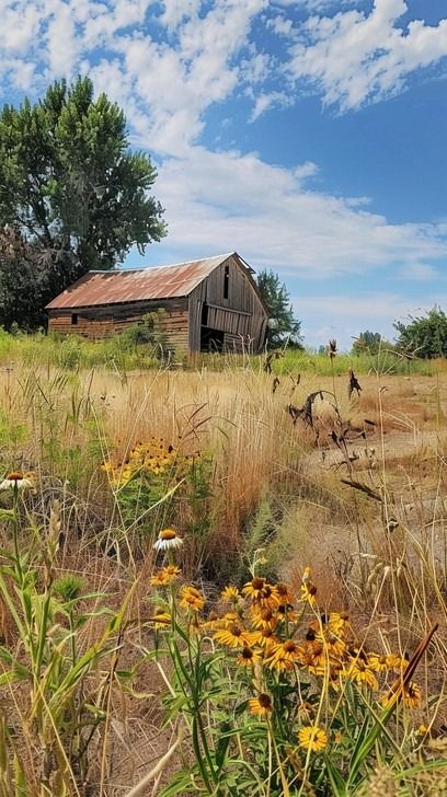 This serene image captures the essence of rural tranquility with a touch of nostalgia. A rustic wooden barn, worn by time and elements, stands as a testament to the agricultural past. Wildflowers sway gently in the breeze in the foreground, adding a splash of color to the sunlit scene. Tall grasses whisper secrets of the countryside, hinting at the rich biodiversity that thrives in such undisturbed habitats. The azure sky stretches above, mostly clear with a few scattered clouds, creating a peac Tall Grasses, Wooden Barn, Clear Sky, Country Charm, Grasses, Rustic Country, Free Photos, Free Stock Photos, Royalty Free Images