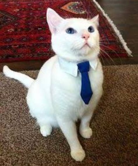 Ternura un gatito con corbata Cheezburger Cat, Cat Behavior, Silly Animals, Fluffy Animals, Silly Cats, Cute Little Animals, Cat Photo, Cat Pics, Cat Memes