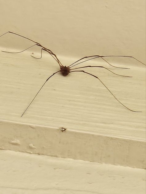 Harvestman Spider Harvestman Spider, Amazing Nature, Nature