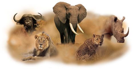 The Big African Five African Buffalo, Africa Animals, Tanzania Safari, Africa Do Sul, Nocturnal Animals, African Lion, Wildlife Safari, Most Beautiful Animals, Big 5