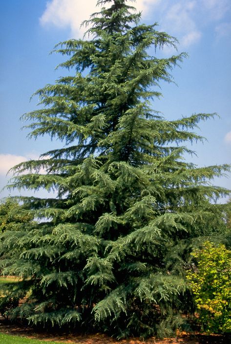 Cedrus deodara Deodar Cedar, Cedrus Deodara, Mountain Nursery, Dogwood Trees, Fast Growing Trees, Cedar Trees, Tree Seeds, Buy Plants, Evergreen Trees