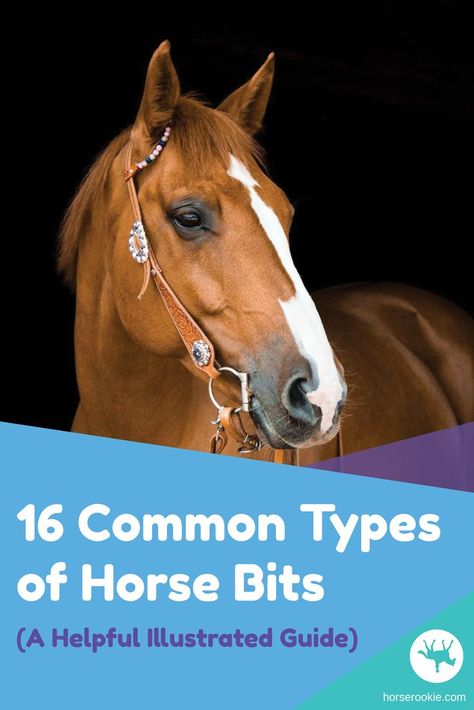 Entire books have been written about bits and finding the best bit for you and your horse. This article serves as a simplified guide to teach you all about the most common bits found in both English and Western disciplines.   #horsebits #westernbits #horsetack #englishbits #typesofbitsforhorses #typesofbits Bits For Horses, Horse Items, Horse Ownership, Ranch Riding, Horse Products, Tennessee Walking Horse, Walking Horse, Horse Things, Types Of Horses