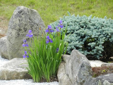 Add Beardless Iris to Your Garden for Springtime Blooms Iris Flowers Garden, Deer Proof Plants, Japanese Inspired Garden, Shade Landscaping, Japanese Iris, Mulch Landscaping, Landscape Design Ideas, Asian Landscape, Stone Landscaping