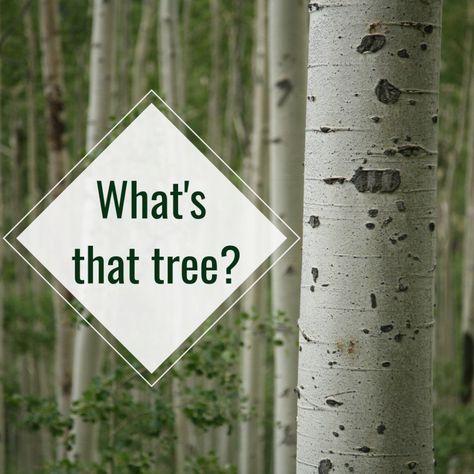 Trying to find the name of a tree with white bark? Looking for an attractive tree for a garden? From birch to cypress, read on to learn more about these eye-catching white-barked trees Trees With White Bark, White Bark Trees, Birch Bark Crafts, Bark Beetle, Types Of Trees, White Birch Trees, Poplar Tree, Specimen Trees, Aspen Trees