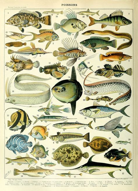 Adolphe Millot, Artistic Pictures, Fish Wall Art, Marine Fish, Fishing Decor, Fish Print, Science Art, Book Plates, Sea Animals