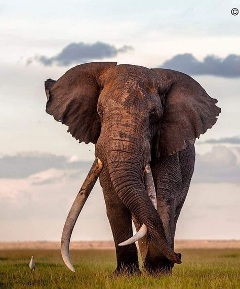 Elephant Head Drawing, Elephant Portrait Photography, African Big Five Animals, Male Elephant, Elephant Close Up Photography, Bull Elephant, Elephant Herd Photography, African Bush Elephant, Elephant Landscape Photography