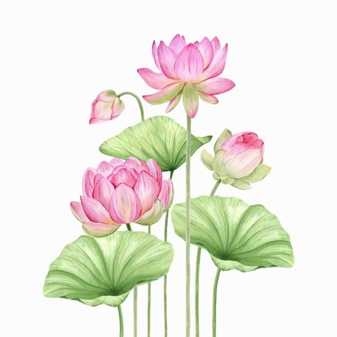 Pink Lotus Painting, Lotus Chinese Painting, Lotus Flower Leaves, Pichwai Lotus, Lotus Flower Illustration, Water Lily Design, Lotus Illustration, Lotus Decor, Lotus Watercolor