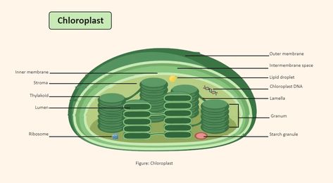 Chloroplast Labeled Chloroplast Structure, Plant Cell Organelles, Animal Cell Organelles, Plant Cell Structure, Biology Diagrams, Science Diagrams, Light Reaction, Biology Revision, Plant And Animal Cells