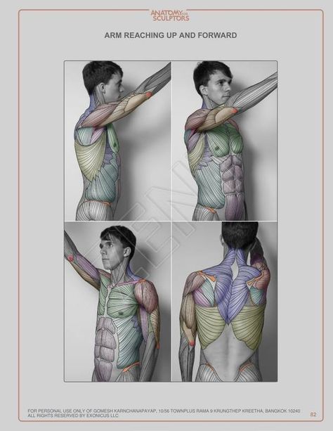 Anatomy For Sculptors, 남성 근육, Human Anatomy For Artists, Man Anatomy, Anatomy Sculpture, Anatomy Tutorial, Human Anatomy Drawing, Human Figure Drawing, Human Anatomy Art