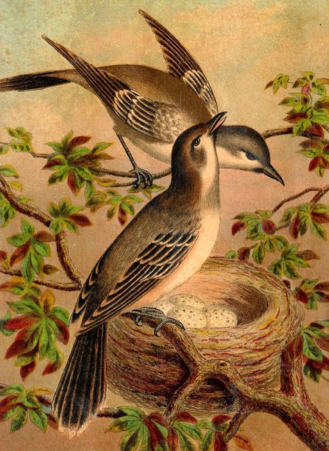 To Antique Images: antique bird print Kids Room Art Prints, Audubon Prints, Decoupage Images, Gold Art Print, Teal Art, Living Room Art Prints, Kitchen Art Prints, Bathroom Art Prints, Pink Art Print