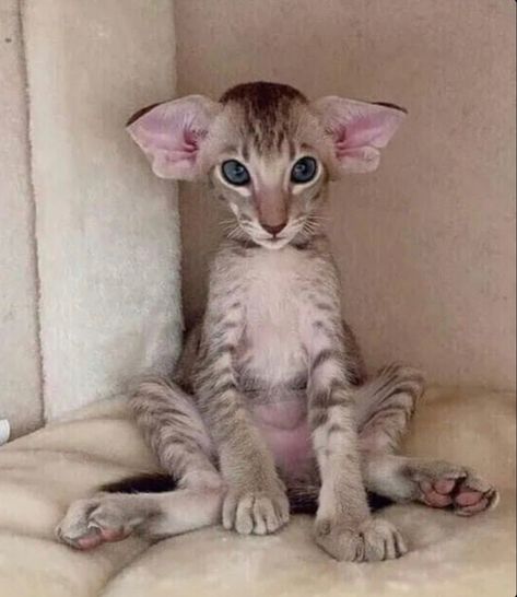 Dobby Cat, Shorthair Cat, Gorgeous Cats, Silly Cats Pictures, Dessin Adorable, Funny Cute Cats, Cute Cats And Dogs, Kitty Cats, Pretty Cats