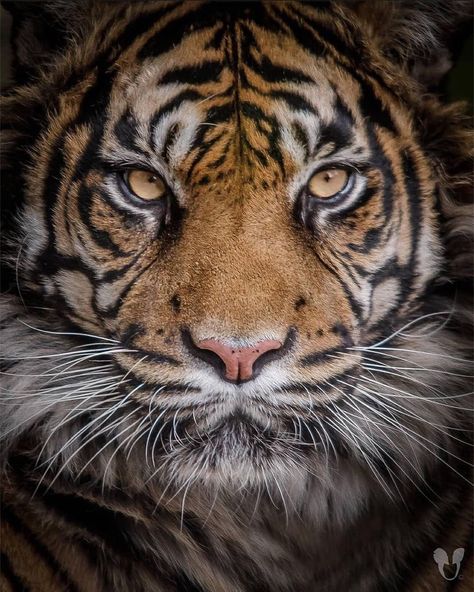 Tiger Lover (@tigerlover.vn) posted on Instagram: “Those eyes!!😍🐯 Beautiful picture give us your thoughts!👇 Share with someone that would love this post!🐅 📷 @kapturepic - - Credits to…” • Jun 11, 2022 at 10:29am UTC Big Cats Photography, Eyes Beautiful, Tiger Eyes, Tiger Pictures, Caption This, Life Form, Cat Photography, Color Grouping, A Tiger