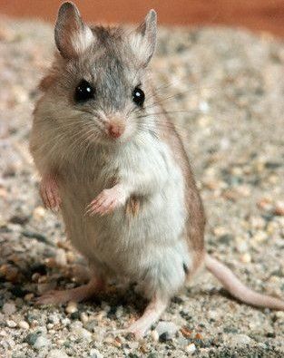 Uninvited Guests — Outwriter Books & Travel Grasshopper Mouse, Crochet Rat, Easy Bag, Mouse Photos, Mouse Pictures, Pet Mice, Baby Mouse, Scientific Illustration, Cute Mouse