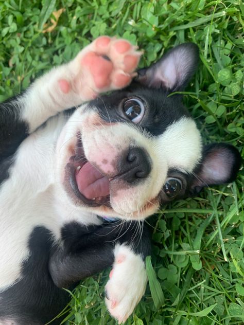 Cute Boston Terrier Puppies, Puppy Boston Terrier, Puppies Boston Terrier, Dog Boston Terrier, Boston Terrier Puppies, Cute Boston Terrier, Miniature Boston Terrier, Boston Terrier Aesthetic, Baby Boston Terriers