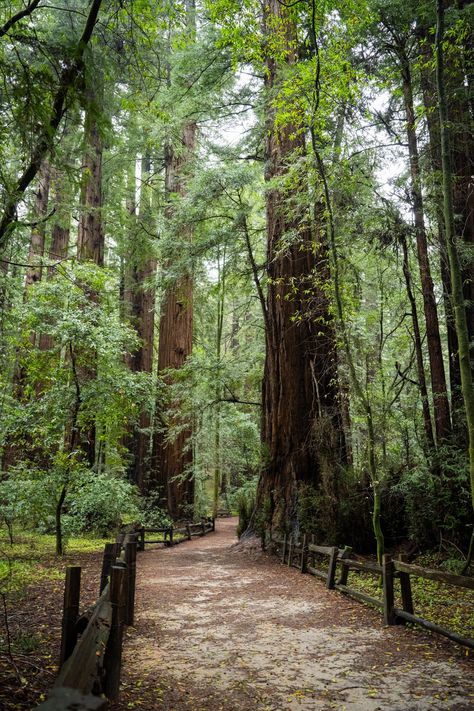 Lovely Things to Do in Santa Cruz, California — This Here Town Santa Cruz California Photography, Things To Do In Santa Cruz California, Santa Cruz Aesthetic, Santa Cruz Redwoods, Santa Cruz Surf, Capitola Beach, Santa Cruz Boardwalk, California Roadtrip, Friends Trip