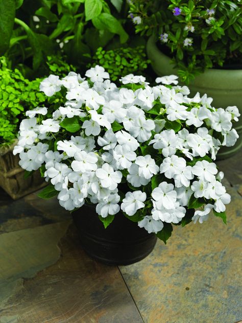 IMPATIENS walleriana ACCENT PREMIUM WHITE White Impatiens, Impatiens Flowers, White Flowers Garden, White Flowering Plants, White Flower Pot, Summer Planter, Making Plant Pots, Box Flowers, Planter Garden