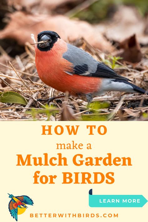 Want to create a bird-friendly yard? A mulch garden is the perfect way to attract birds! Our Better With Birds guide walks you through how to set up your garden for success. Learn which types of mulch work best, what to plant, and how to make your yard irresistible to your favorite feathered friends. It’s time to create a welcoming space for birds right outside your door! Garden For Birds, Mulch Garden, Types Of Mulch, Bird Facts, Bird Identification, Bird Accessories, Native Plant Gardening, Different Birds, How To Attract Birds