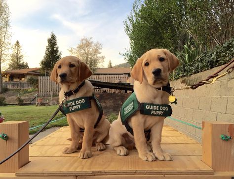 Our ninth puppy, Boise and his sister Blanche on the training bridge. (11 weeks old) Dog Paw Drawing, Paw Drawing, Dog Training School, Service Dogs Gear, Dog Hero, Dogs Stuff, Service Dog Training, Assistance Dog, Therapy Animals