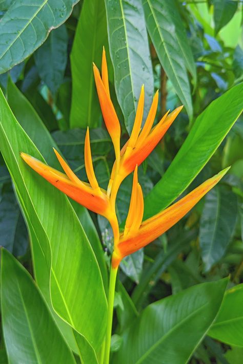 Heliconia psittacorum is known as "Parrot's beak","Paraket flower", "Parrot's flower ", "Parrot's plantain" and " False bird-of-paradise". Heliconia Psittacorum, Heliconia Flower, Bali Tattoo, Tattoo 2024, Flower Identification, Dream Yard, Flower Names, Bird Of Paradise, Tropical Landscaping