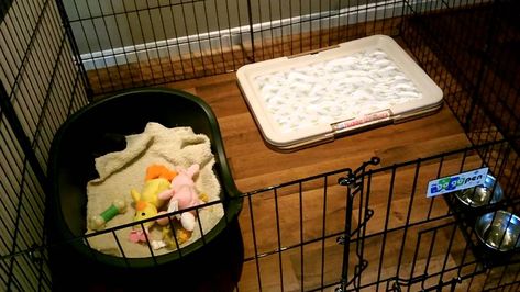 Puppy Zone: How to Set Up a Long–Term Confinement Area Dog Litter Box, Tired Puppy, Puppy Pens, Puppy Playpen, Puppy Barking, Doggie Daycare, Puppy Crate, Puppies Tips, Pet Playpen