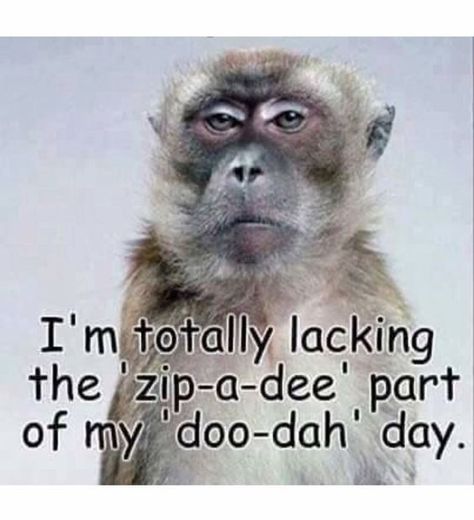 I'm totally lacking the 'zip-a-dee' part of my 'doo-dah' day. Snarky Quotes, A Monkey, Witty Quotes, Funny New, Twisted Humor, Work Humor, Work Quotes, New Quotes, Sarcastic Quotes