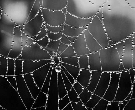 Spider Web Mood Board, Wet Spider Web Tattoo, Spider Web With Water Drops, Wet Spider Web, Spiderweb Photography, Spiderweb Aesthetic, Mango Photography, Cob Web, Spider Web Drawing