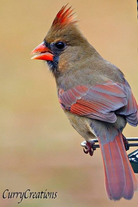 Female Cardinal Tattoo, Female Cardinals, Cardinal Birds Art, Animal Sleeve, Female Cardinal, Bird Images, Paint Inspo, Bird Tattoos, Song Birds