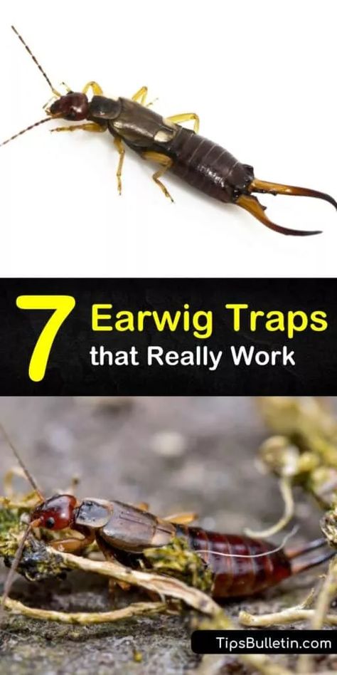 How To Kill Earwigs In The House, Diy Earwig Killer, How To Get Rid Of Earwigs In The Garden, How To Get Rid Of Earwigs, How To Get Rid Of Earwigs In Your Home, Earwig Repellant, Earwigs In Garden, Earwigs In House, Earwig Killer