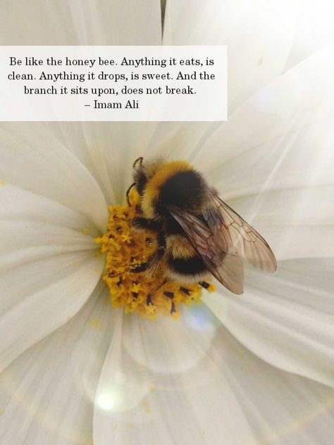 Honey Bees Aesthetic, Honey Quotes Bee, Honeybee Quotes, Bee Quotes Inspiration, Quotes About Bees, Honey Bee Quotes, Honey Bee Facts, Bee Project, Honey Quotes