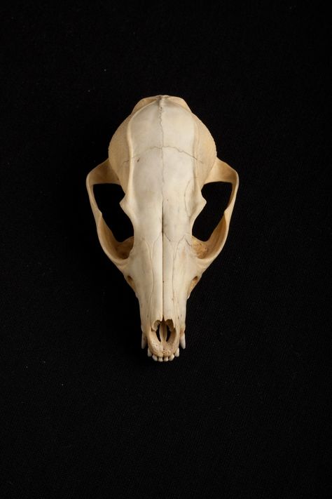 Fox Skull Tattoo, Red Fox Skull, Fox Bones, Coyote Skull, Fox Skull, Animal Taxidermy, Skull Reference, Real Skull, Animal Skeletons