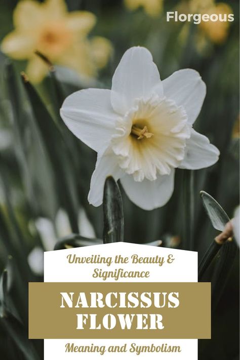 Discover the profound meanings and symbolism behind different colors and variations of Narcissus blooms. From rebirth and new beginnings to self-love and reflection, these flowers hold a wealth of significance. Explore the cultural and historical connections, along with essential tips on growing and caring for Narcissus plants. Whether you're a flower enthusiast or simply intrigued by their beauty, this guide provides valuable insights into the enchanting world of Narcissus flowers. Narcissus Flower Colors, Narcissus Flower Meaning, Naricuss Flower, Narcissus Flower Aesthetic, Narcissus Flower Bouquet, Narcissus Flower Tattoo, Narcissus Tattoo, Handfasting Ideas, Narcissus Flower Tattoos