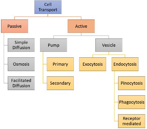 5.7: Cell Transport - Biology LibreTexts Transport Across Cell Membrane Notes, Passive Transport Biology, Cell Biology Notes College, Cell Transport Notes, Biology Tips, Cell Membrane Transport, Membrane Transport, Uni Notes, Cell Biology Notes