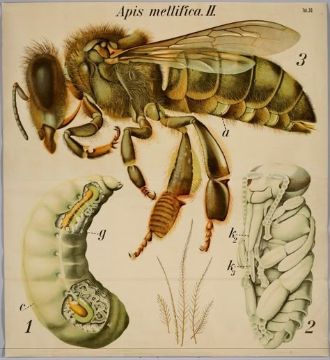 Wall Chart - Honeybee - By Dr. Paul Pfurtscheller Vienna - Printed in the 1890's by Martinus Nijhoff The Hague Scientific Drawing, Insect Wall, Science Illustration, Insect Art, Bee Art, Scientific Illustration, Bugs And Insects, Bees Knees, Nature Illustration