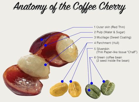 Coffee Anatomy, Coffee Processing, Coffee Cherry, Chemistry Of Coffee, Coffee Bean, Coffee Bean Anatomy, Coffee Terminology, Caffeine Chemical Structure, Coffee Bean Tree