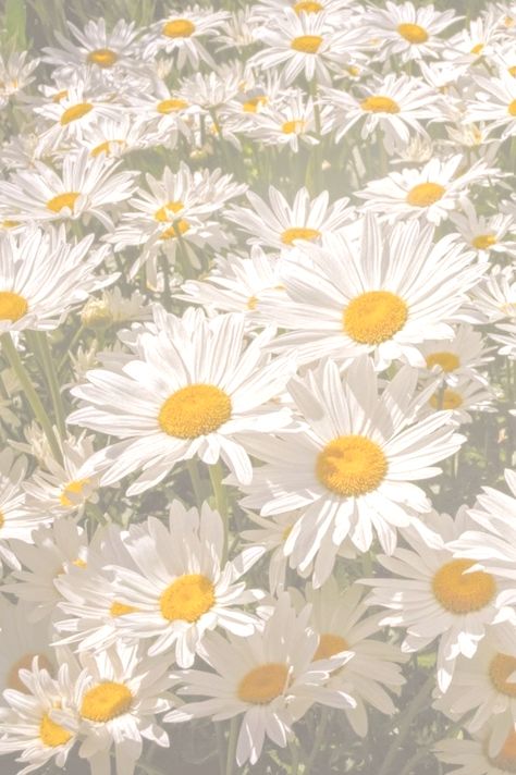 Green Asthetic Pictures, Wallpaper Tumblr Aesthetic, Daisy Aesthetic, Aesthetic Daisy, Daisy Fields, Field Wallpaper, Asthetic Picture, Daisy Wallpaper, Daisy Field