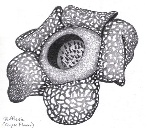 Raflesia Arnoldi Illustration, Raflesia Arnoldi Art, Rafflesia Flower, Nusantara Art, Parasitic Plants, Rafflesia Arnoldii, Rotting Flesh, Botanical Sketches, Corpse Flower