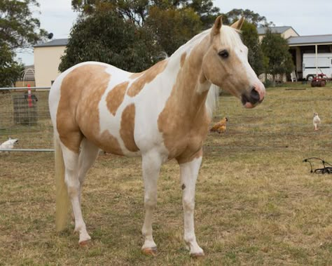 Paint Horses For Sale, Ahal Teke, Pinto Horses, Buckskin Horse, Western Horses, American Paint Horse, Beautiful Horses Photography, Paint Horses, Pinto Horse