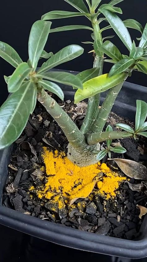 Put 1 spoon of turmeric on your plant, and be surprised! | Top Recipes and Tips | Top Recipes and Tips · Original audio Turmeric Plant, Top Recipes, Gardening Ideas, Home Remedies, Planting Flowers, Herbs, Audio, Yard, Health