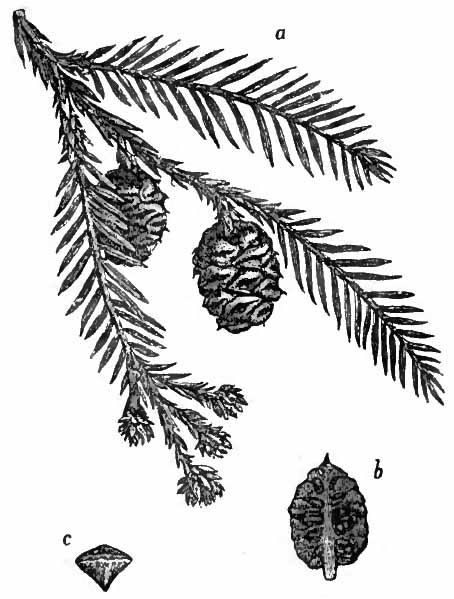 Redwood pine cone and branch Redwood Tattoo, Seed Tattoo, Tree Line Drawing, Tree Branch Tattoo, Tree Drawing Simple, Sequoia Sempervirens, Branch Drawing, Coast Redwood, Coastal Redwood