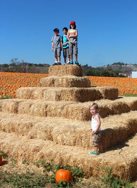 Hay Bale Playground, Pumpkin Patch Attractions, Pumpkin Patch Games, Pumpkin Patch Ideas, Pumpkin Patch Business, Pumpkin Patch Activities, Hay Bale Ideas, Farm Market Ideas, Pumpkin Patch Farm