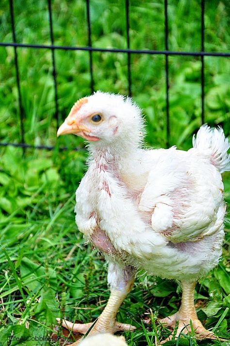 Raising Chickens For Meat: How They Differ From Egg Layers Chicken Coop For Egg Layers, Meat Birds Raising, How To Make Chickens Lay More Eggs, Pretty Egg Laying Chickens, Egg Layers Chickens, Raising Meat Chickens, Raising Turkeys, Meat Birds, Ag Teacher