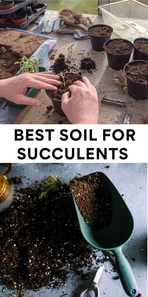 Best Soil For Succulents Succulent Soil Recipe, Succulent Soil Mixture, Soil For Succulents, Best Soil For Succulents, Sedum Garden, Garden Soil Mix, Succulent Garden Diy, Plants To Grow, Succulents Plants