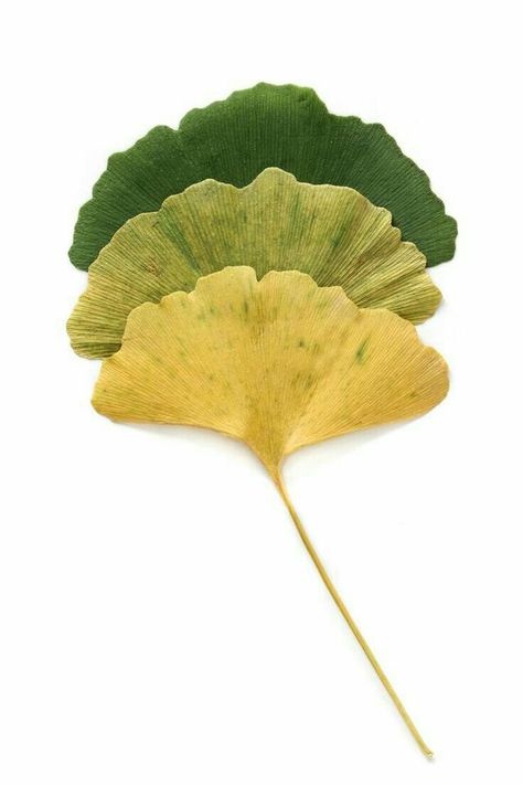 Ginkgo Art, 달력 디자인, Temple Gardens, Ginkgo Tree, Gingko Leaves, Leaf Drawing, Ginkgo Biloba, Ginkgo Leaf, Leaf Art