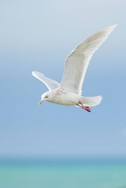 White seagull flying over water. Reminds me of summer, beach and careless vacation time. Seagulls Flying, Coastal Birds, Cottage By The Sea, Shorebirds, White Bird, Sea Birds, Mail Art, Bird Art, Birds In Flight